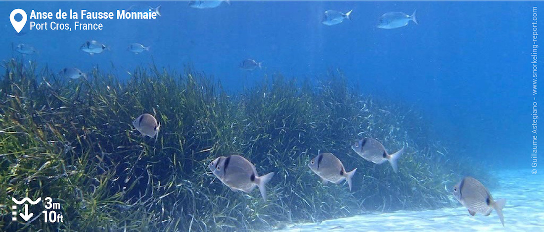 Common two-banded seabream at Anse de la Fausse Monnaie, Port Cros