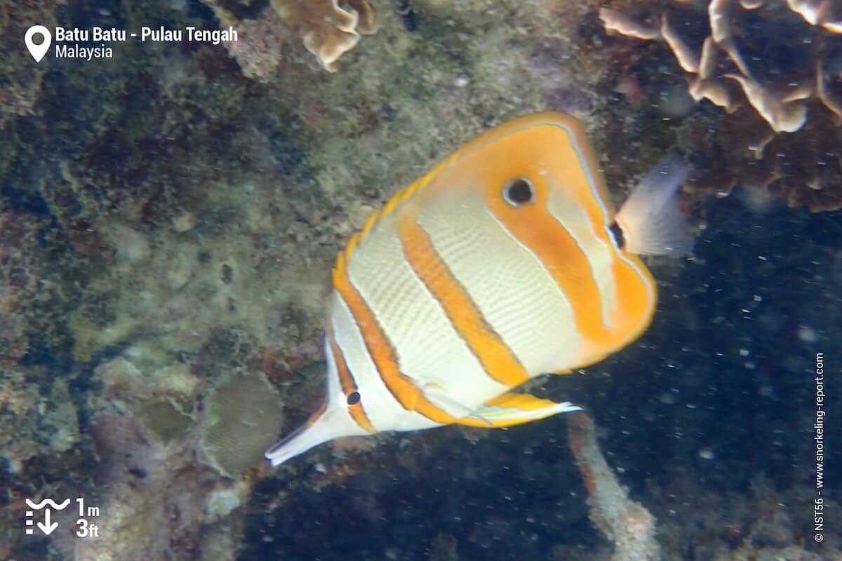 Cooperband butterflyfish at Batu Batu