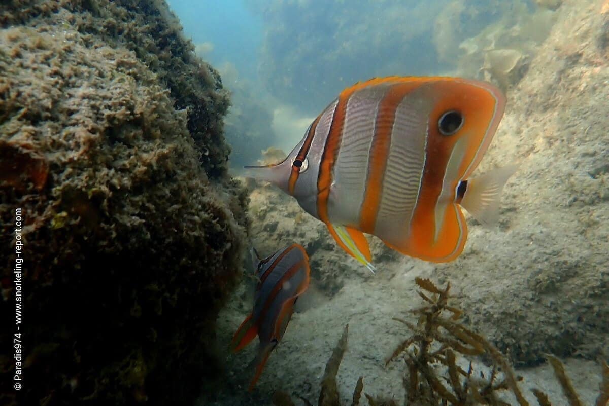 Cooperband butterflyfish in Koh Samui