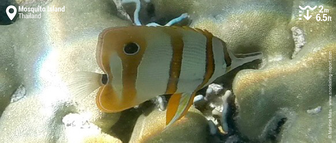 Copperband butterflyfish at Mosquito Island