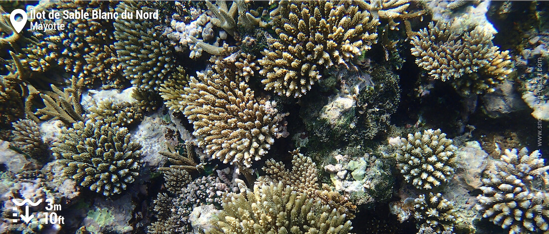 Coral at Ilot de Sable Blanc du Nord, Mayotte