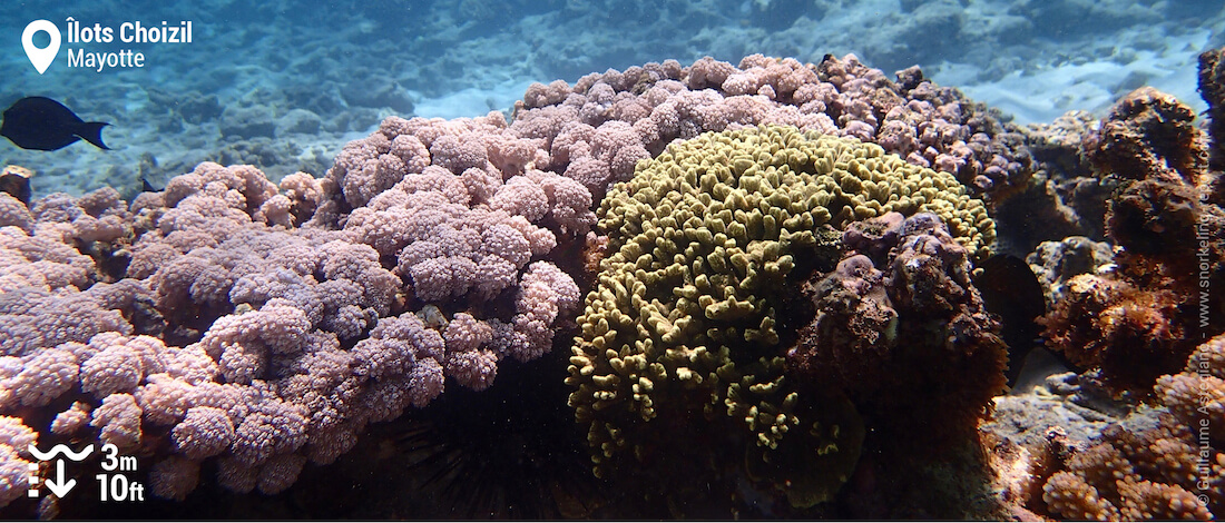 Corals at Ilot de Sable Blanc