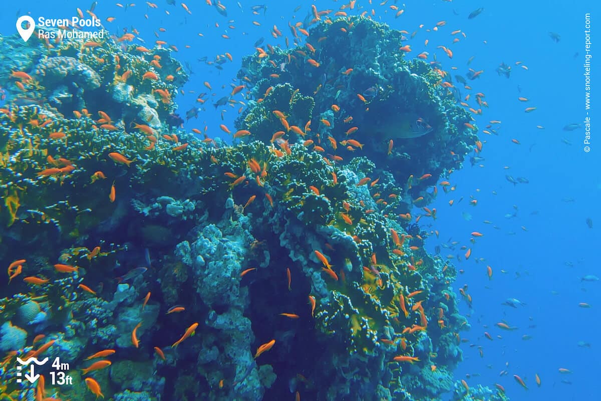 Coral reef at Seven Pools