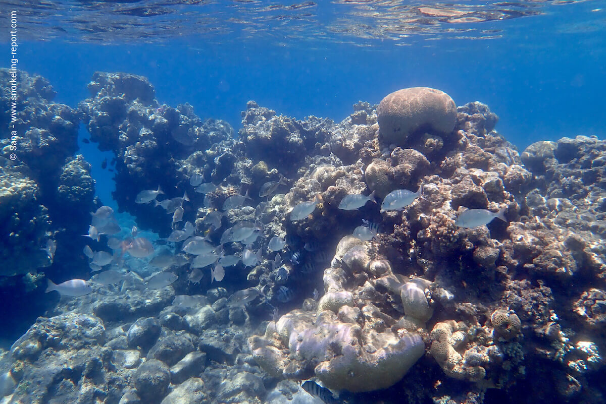 Migdalor Beach coral reef.