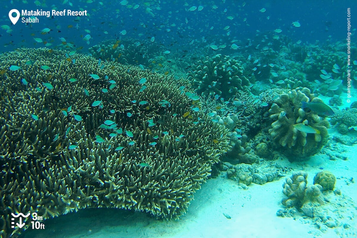 Coral reef at Mataking Reef Resort