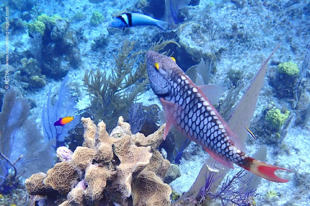 Reef life in Bloody Bay