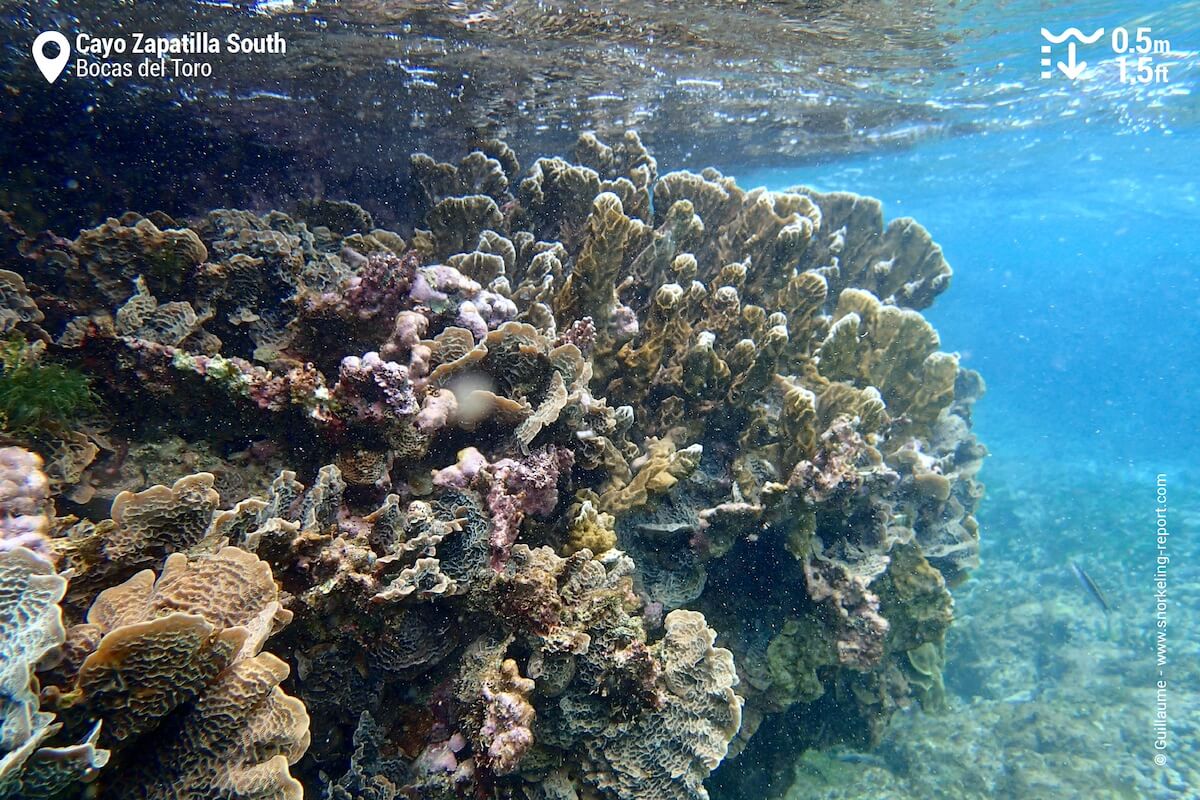 Les fonds sont pauvres en coraux, même si quelques massifs émergent ça et là.