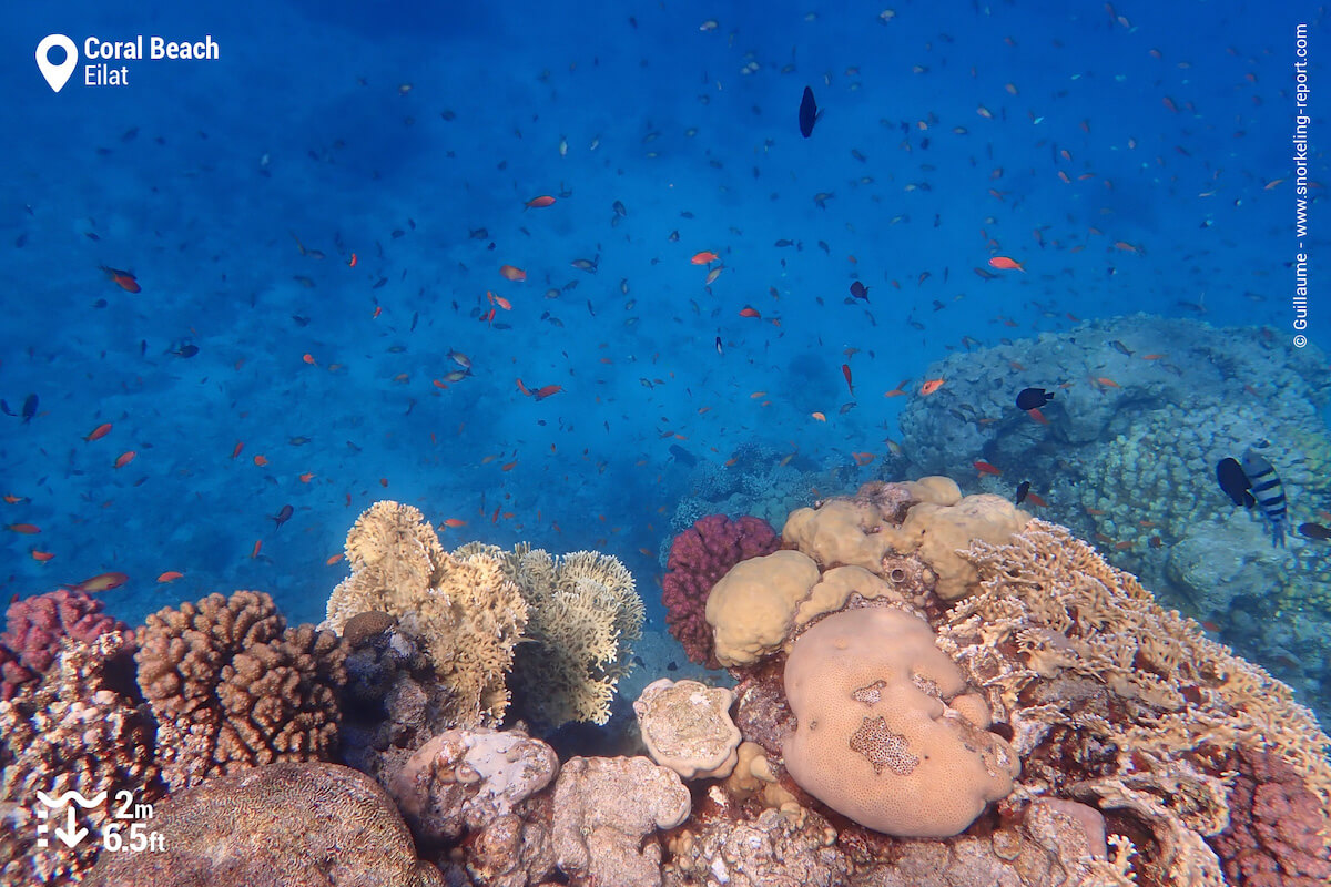 A vibrant patch reef is found off the southern jetty.