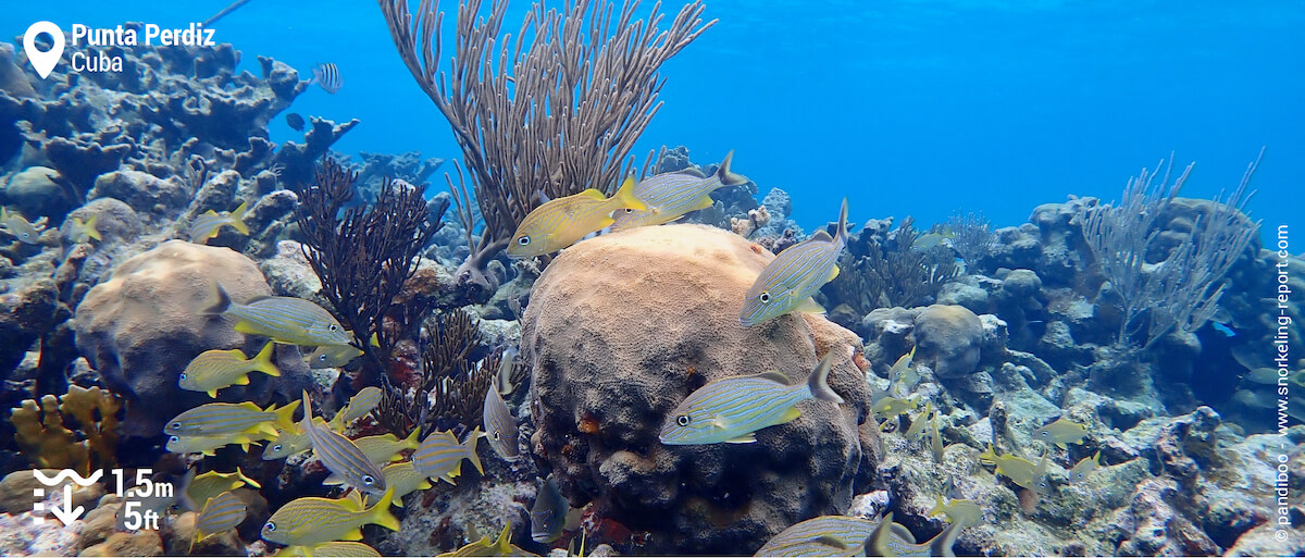 Coral reef and grunt at Punta Perdiz