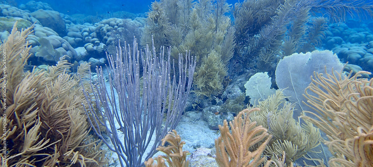 Coral reef in Karpata
