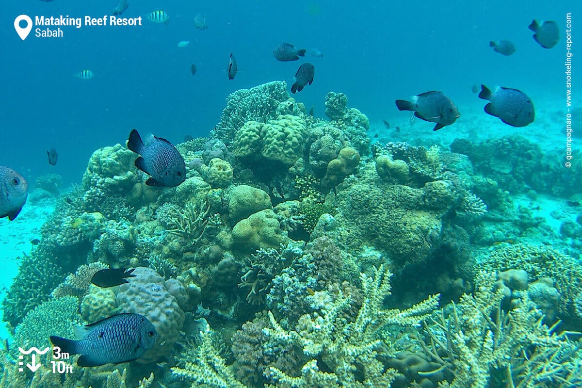 Coral reef at Mataking Reef Resort