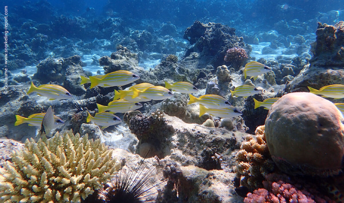 Coral reef and snappers in Mnemba Island