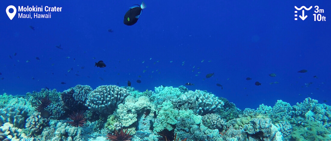 Récif corallien à Molokini