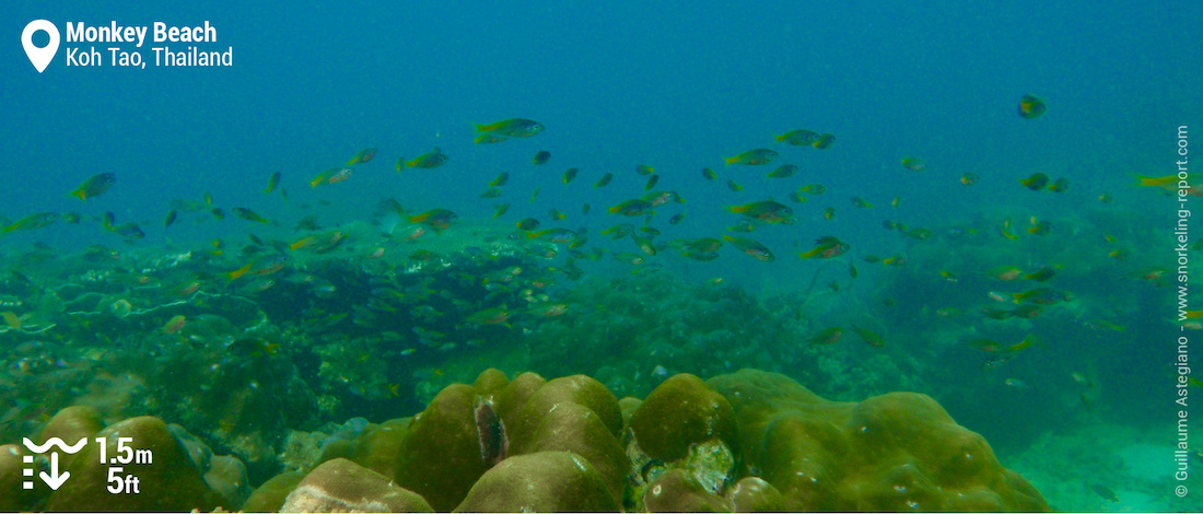 Coral reef at Monkey Beach, Koh Phi Phi