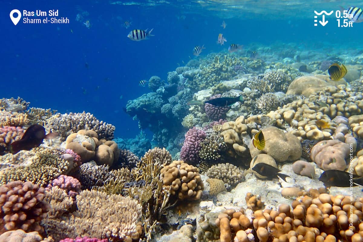 The reef drop off at Ras Um Sid/El Fanar Beach