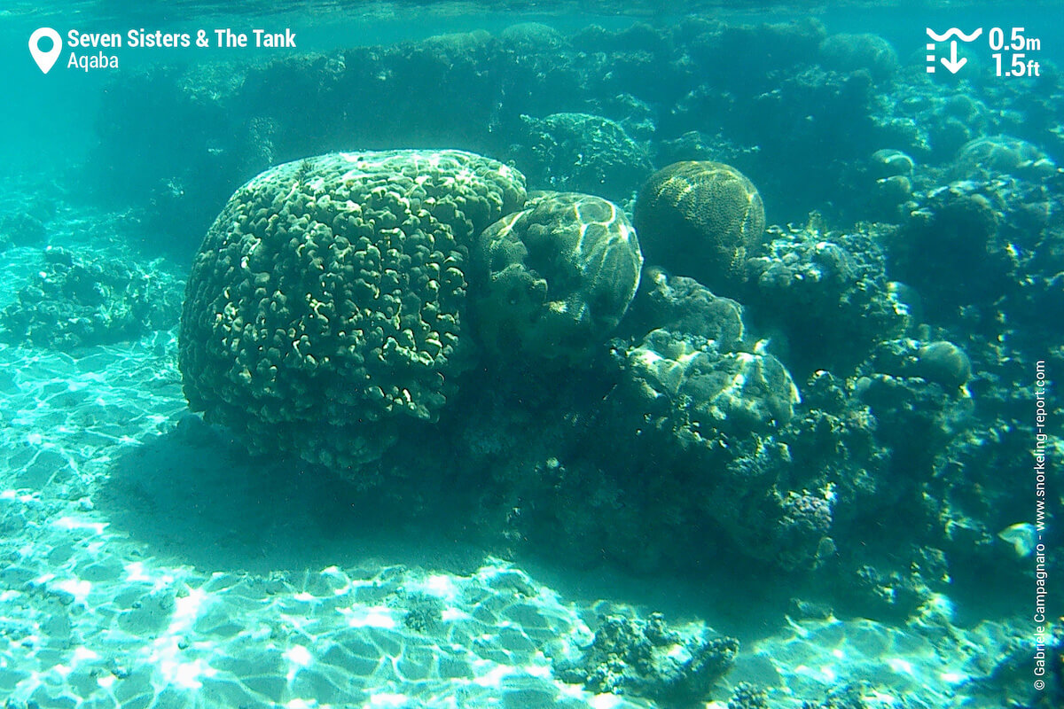 Seven Sister's reef, Aqaba