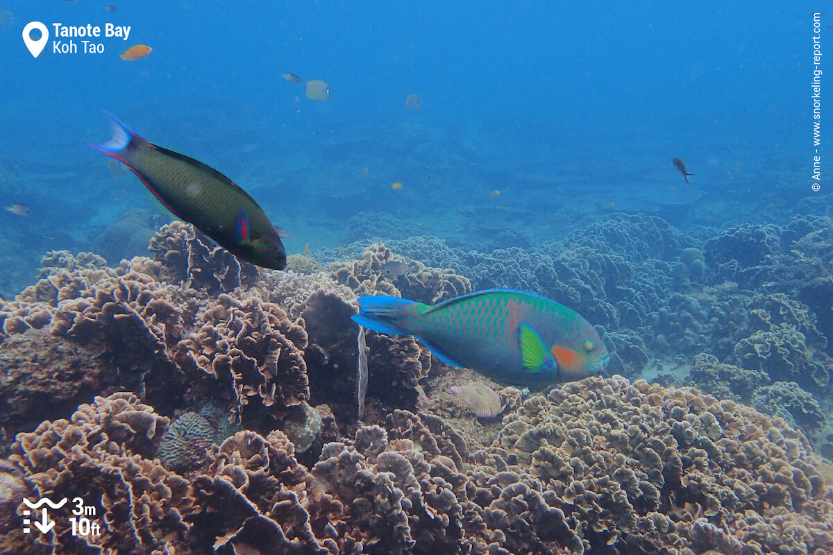 Tanote Bay's coral reef is still lively in the deepest areas.