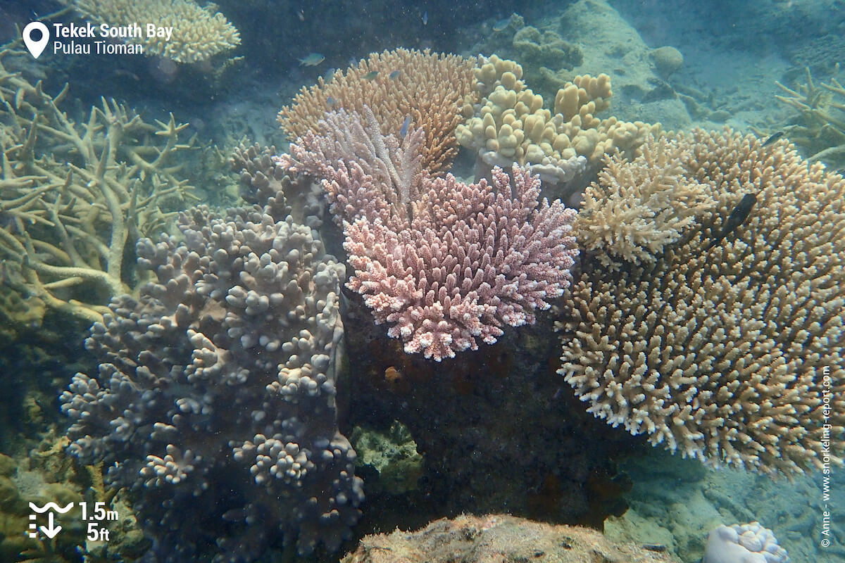Coral reef in Tekek