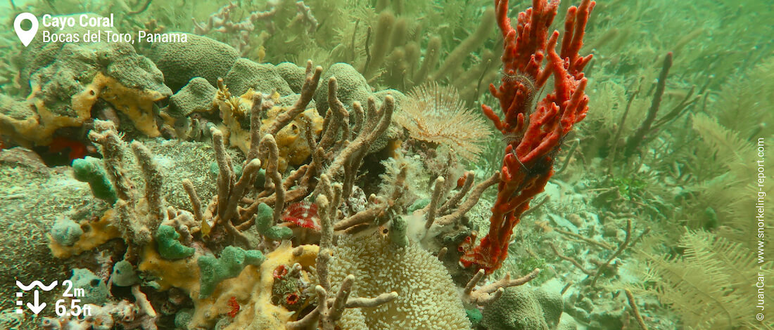 Sponges and coral