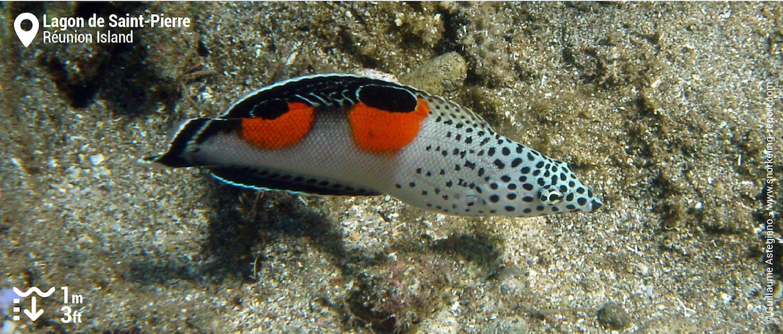 Clown coris at Saint-Pierre, Réunion Island