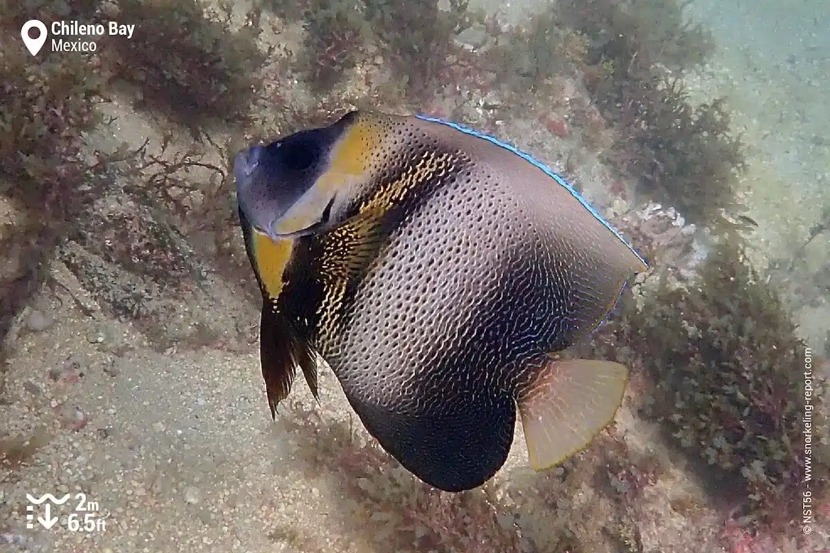 Cortez angelfish in Chileno Bay