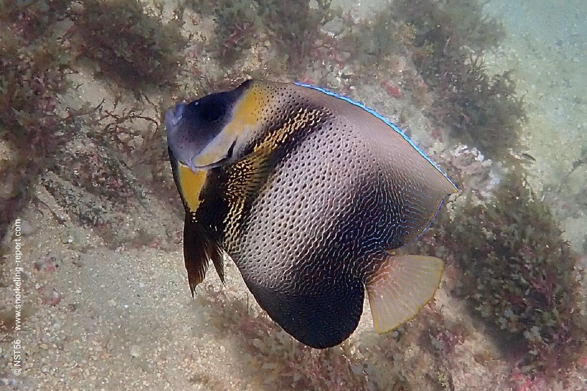 Cortez damselfish in Mexico