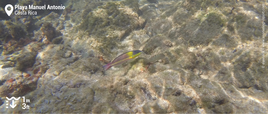Cortez rainbow wrasse at Playa Manuel Antonio