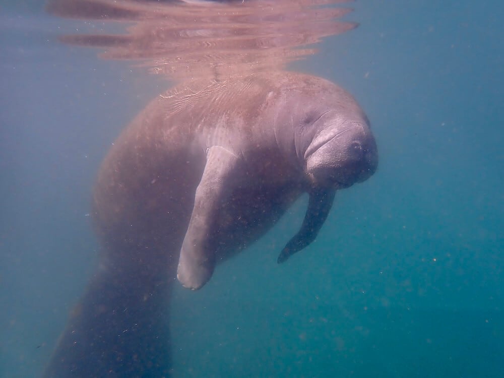 Snorkeling with manatees at Crystal River
