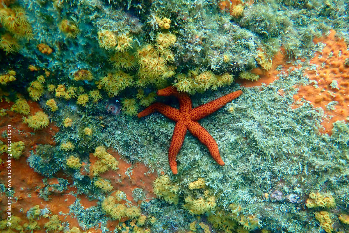 Cup coral and red sea star in Pointe de l'Aiguille