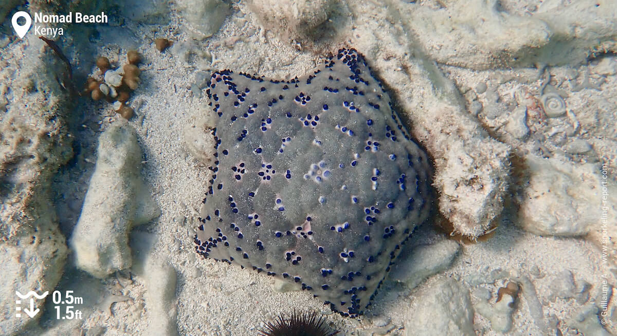 Cushion sea star in Diani