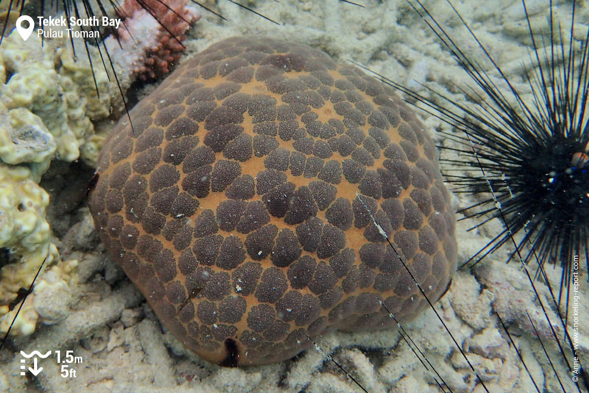 Cushion sea star in Tioman Island