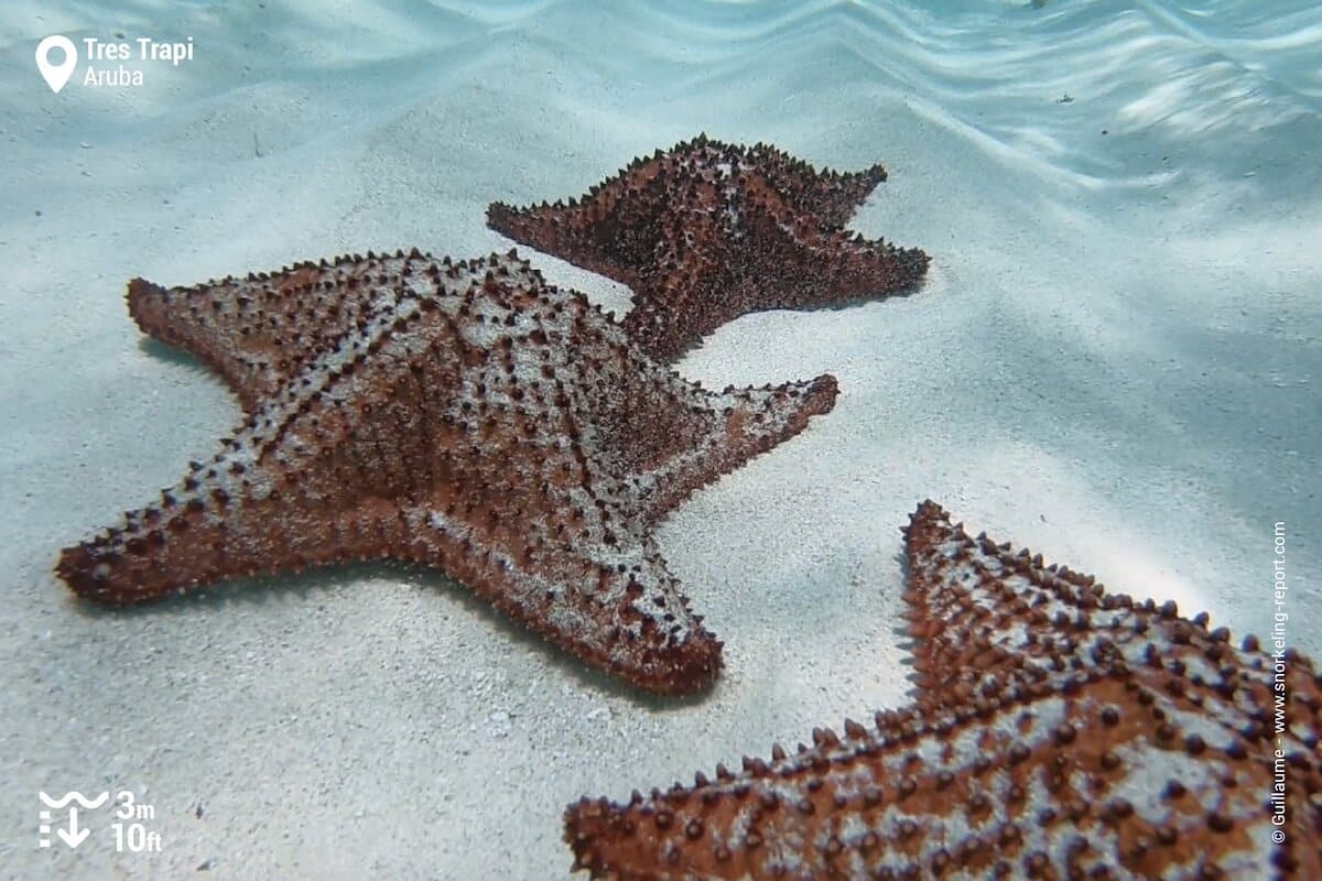 Caribbean sea stars in Tres Trapi