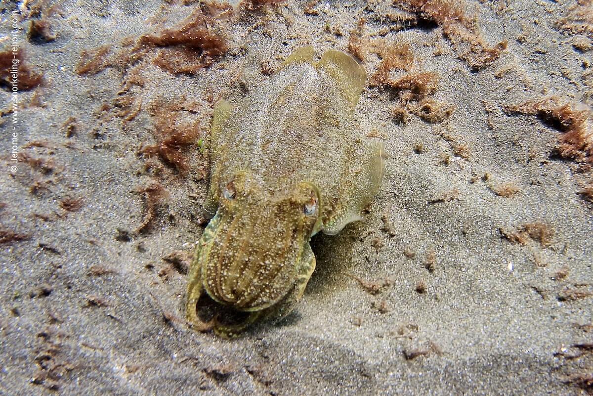 A Common Cuttlefish at Playa de Tarajalejo.