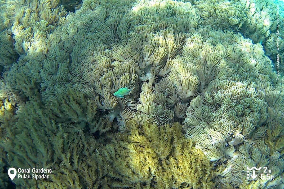 Damselfish in soft coral