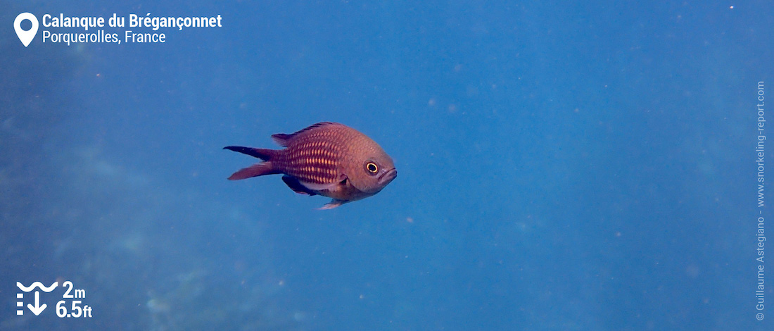 Damselfish at Calanque du Breganconnet, Porquerolles