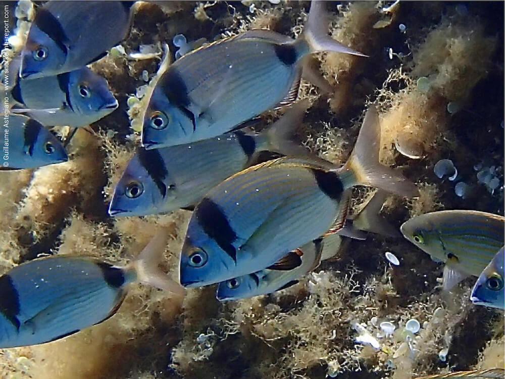 Diplodus vulgaris