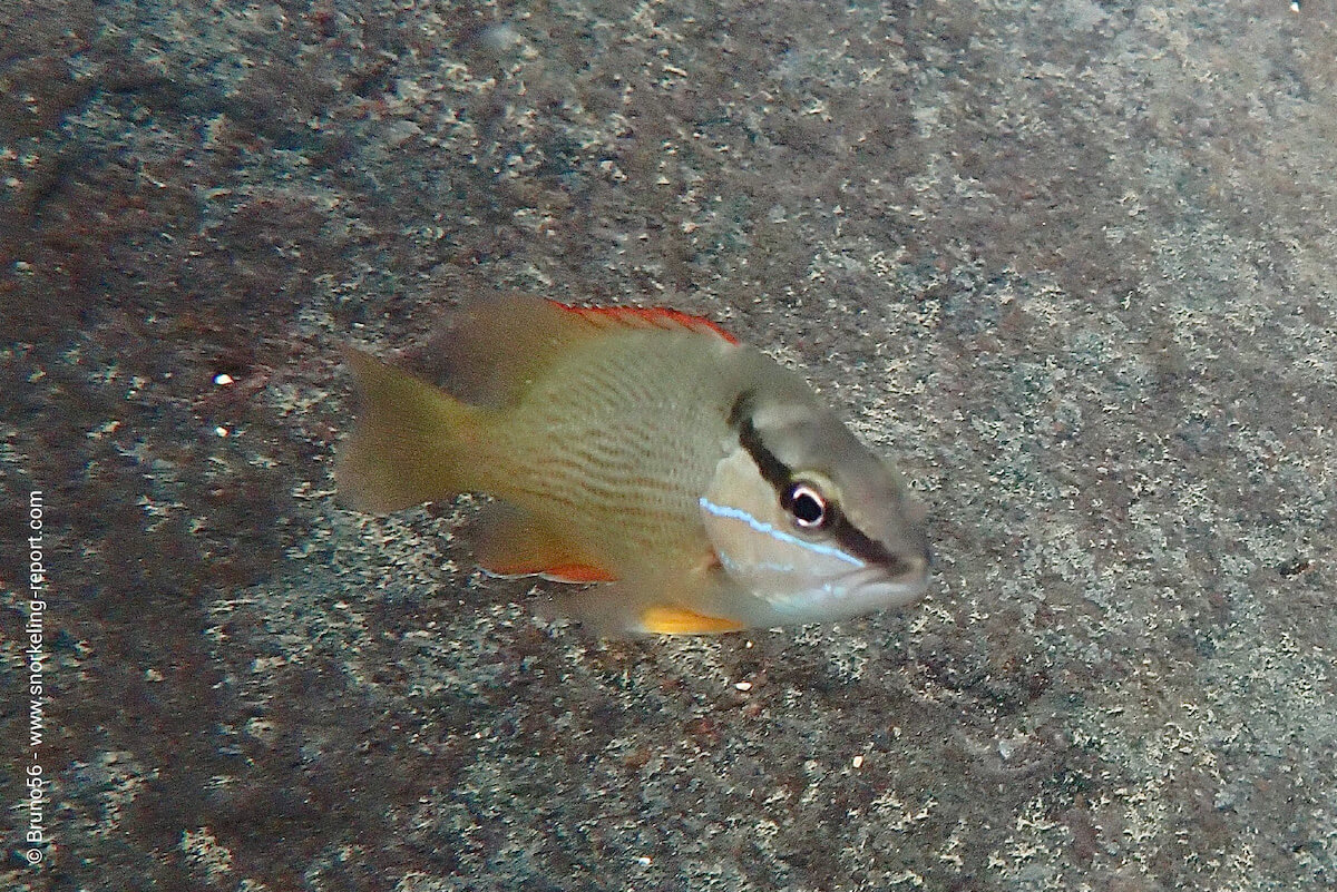 Dog snapper in French Guiana