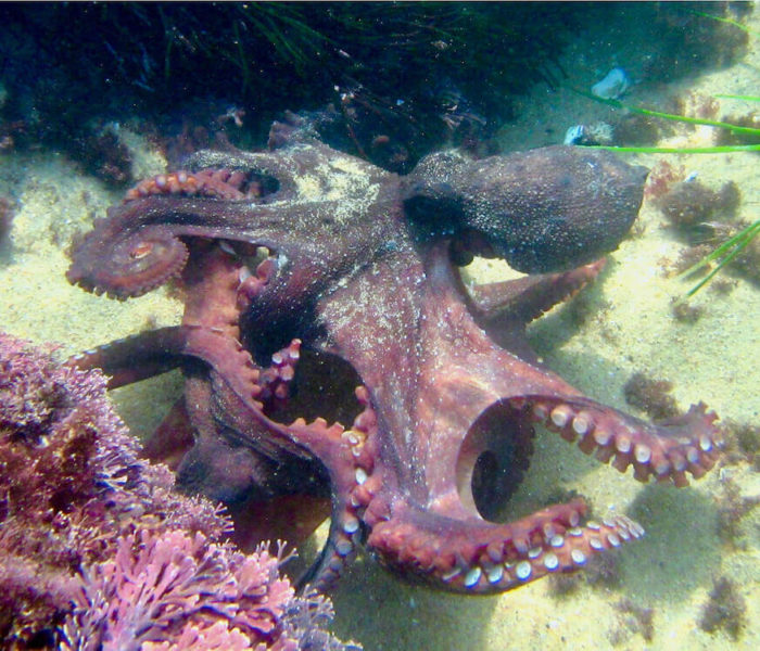 Dolphin Coast Tidal Pools