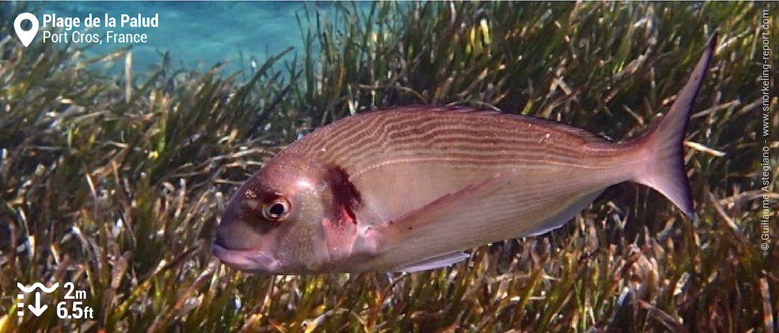 Dorade royale à la plage de la Palud, Port Cros