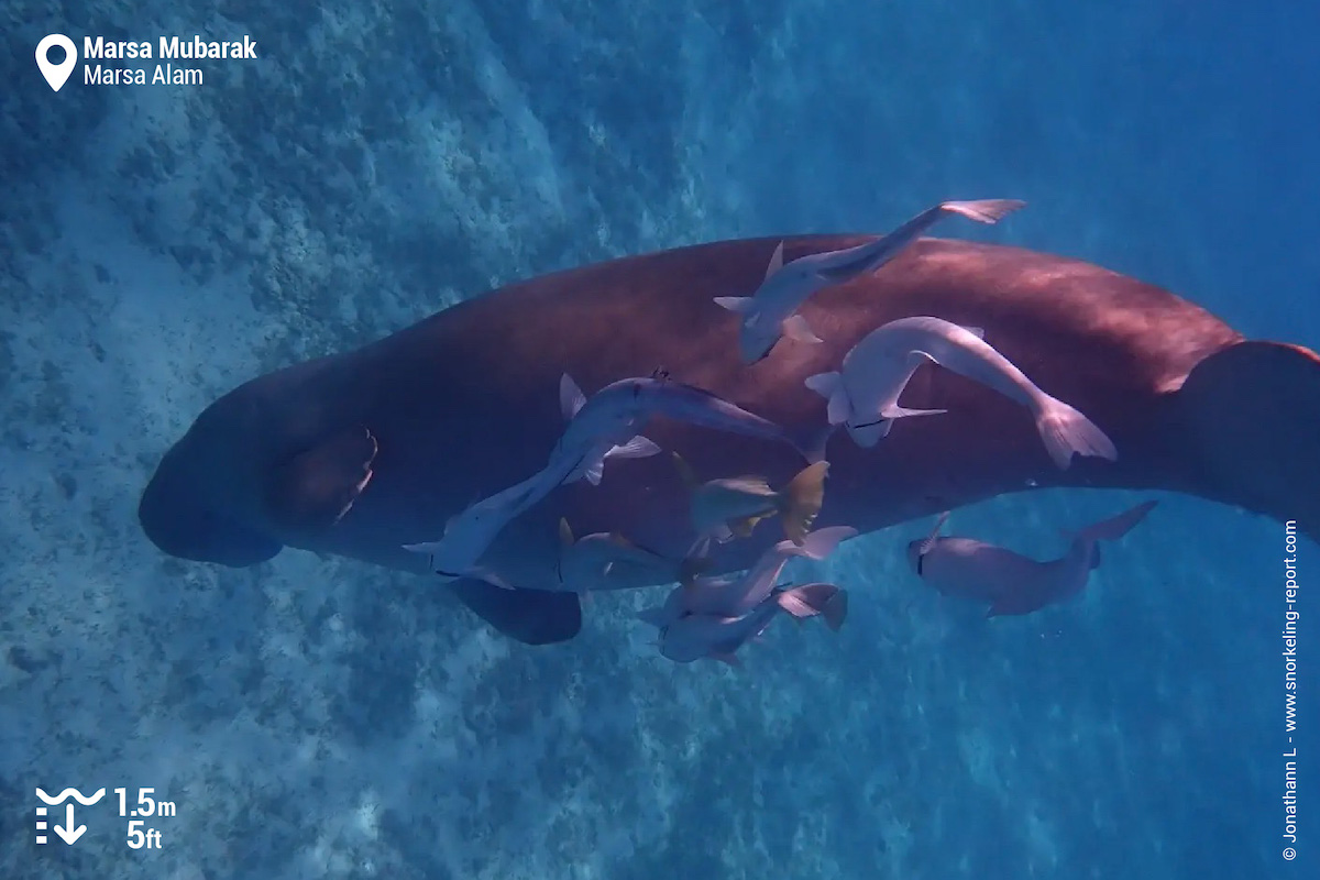 Dugong in Marsa Alam