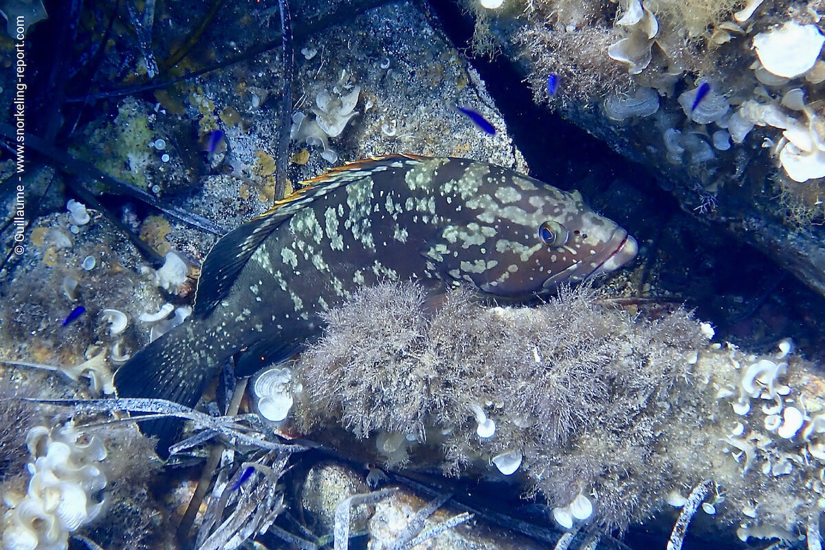 Dusky grouper in Port Cros