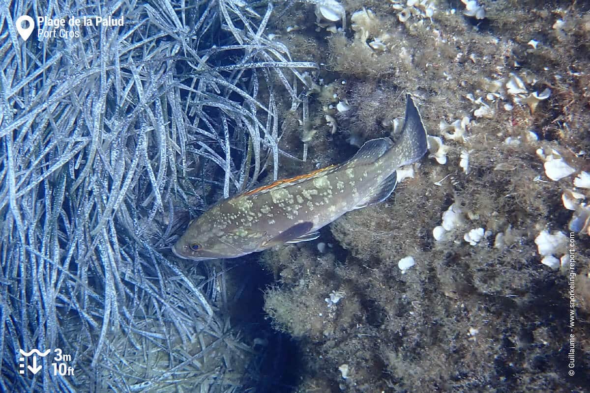 A dusky grouper in Port Cros