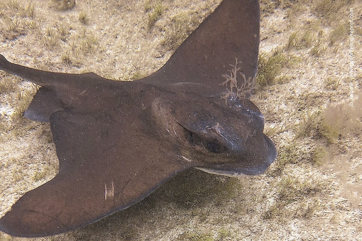Eagle ray at La Concha, Fuerteventura