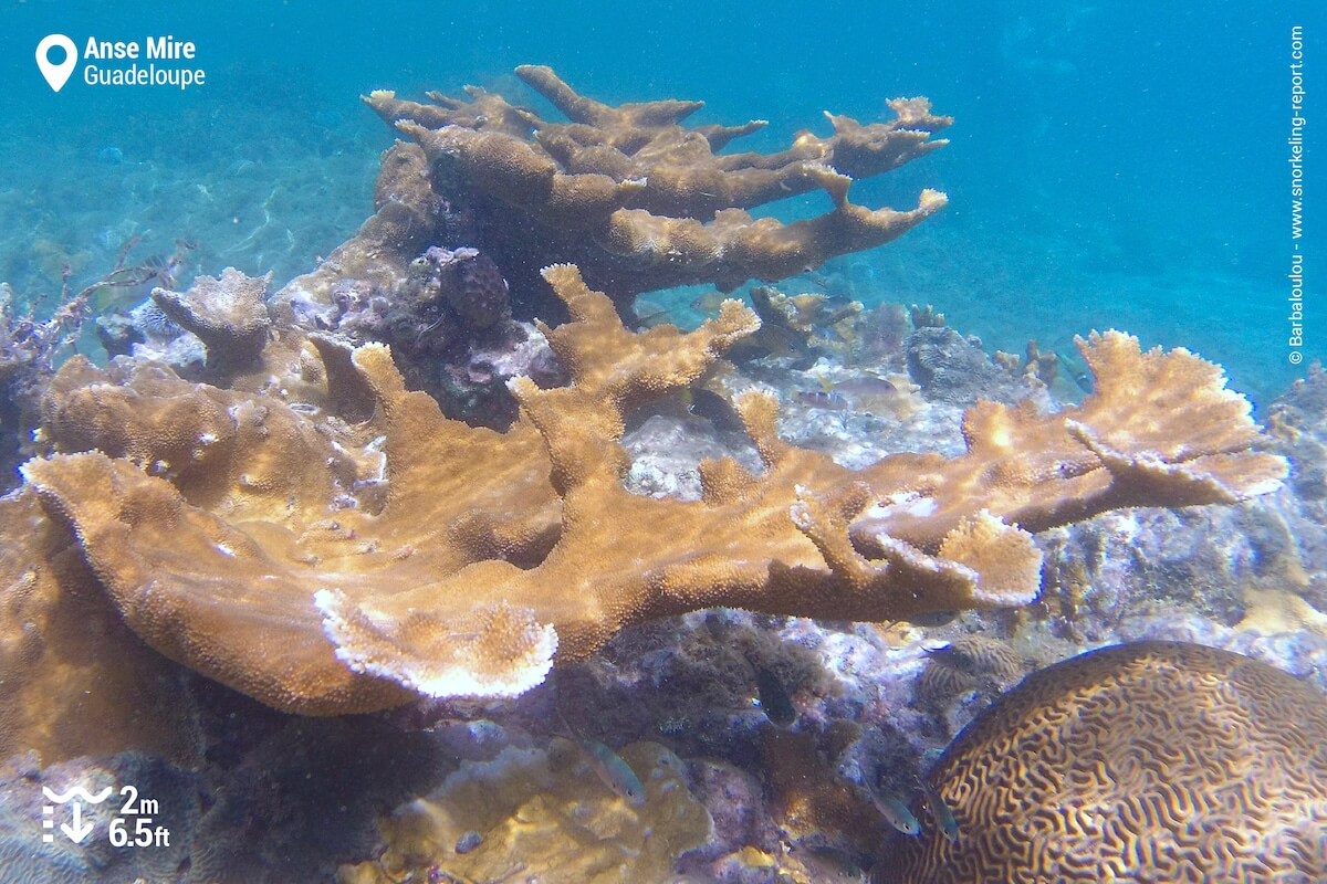 Elkhorn coral at Anse Mire, Guadeloupe
