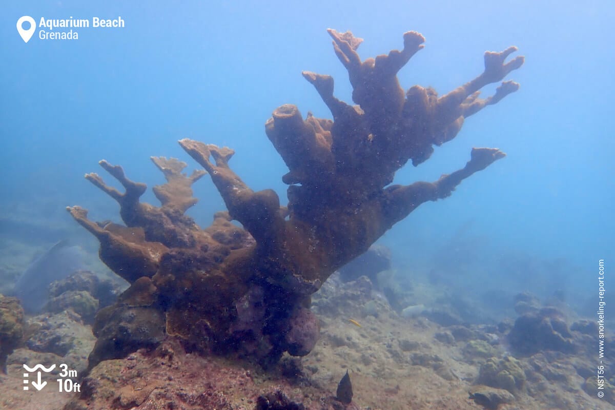 Elkhorn Coral at Aquarium Beach