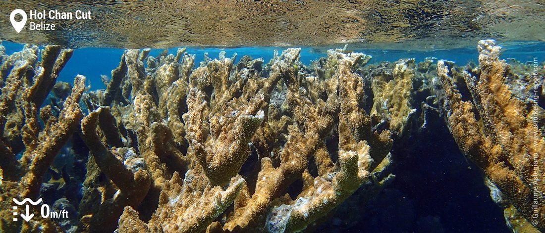 Elkhorn coral at Hol Chan Cut