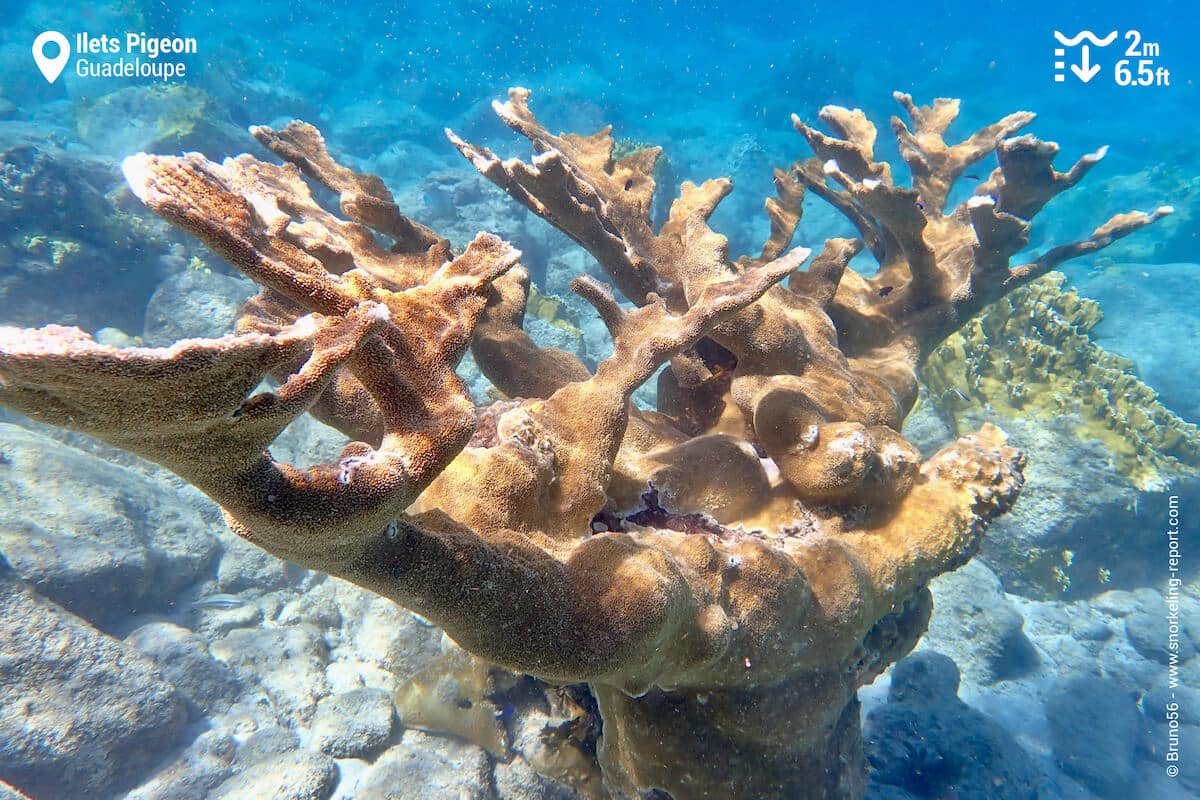 A beautiful example of elkhorn coral in the Coral Garden