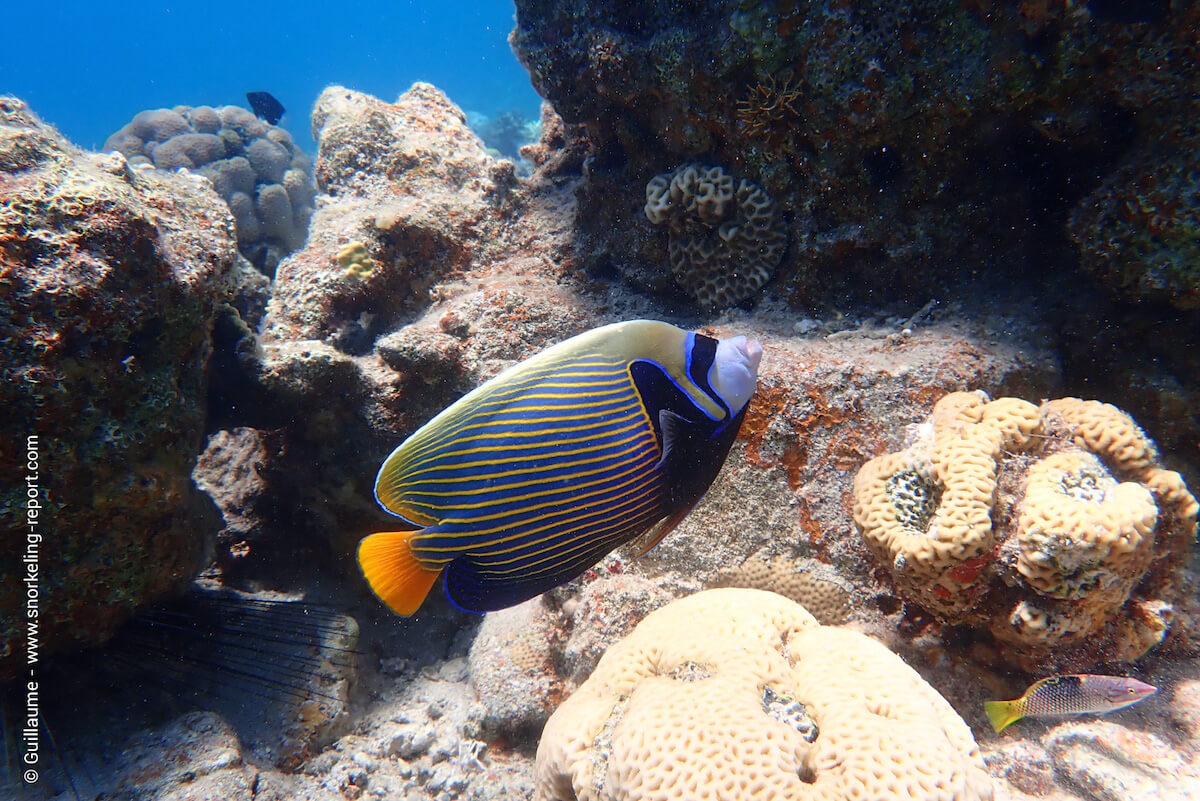 Emperor angelfish in Migdalor Beach