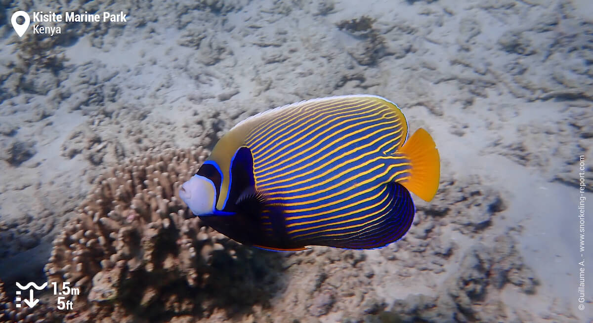 Emperor angelfish