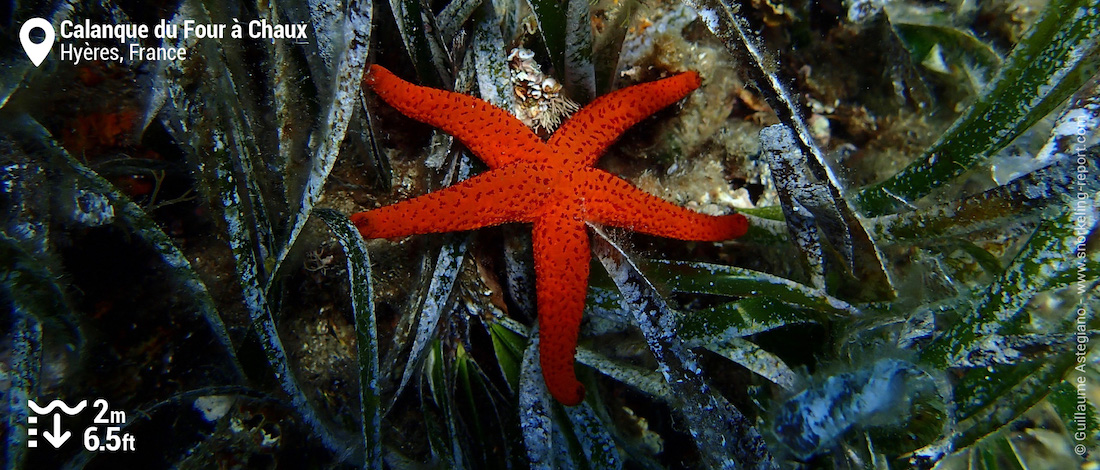 Etoile de mer rouge à la Calanque du Four à Chaux